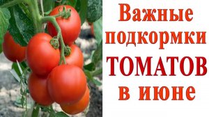 ВАЖНЫЕ ПОДКОРМКИ ТОМАТОВ В ИЮНЕ 🍅 НЕ ПРОПУСТИТЕ!!!