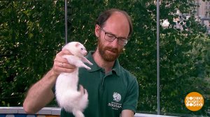 Филипп Тумасьян и хорек Сильва. Доброе утро. Суббота. Фрагмент выпуска от 07.06.2025