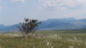 Ищем поле ромашек