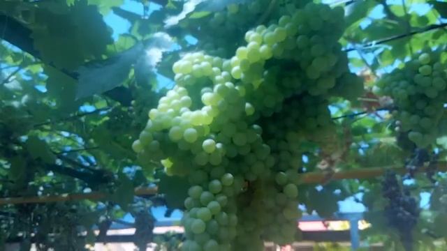 ну просто ОЧЕНЬ огромная кисть винограда смотреть онлайн