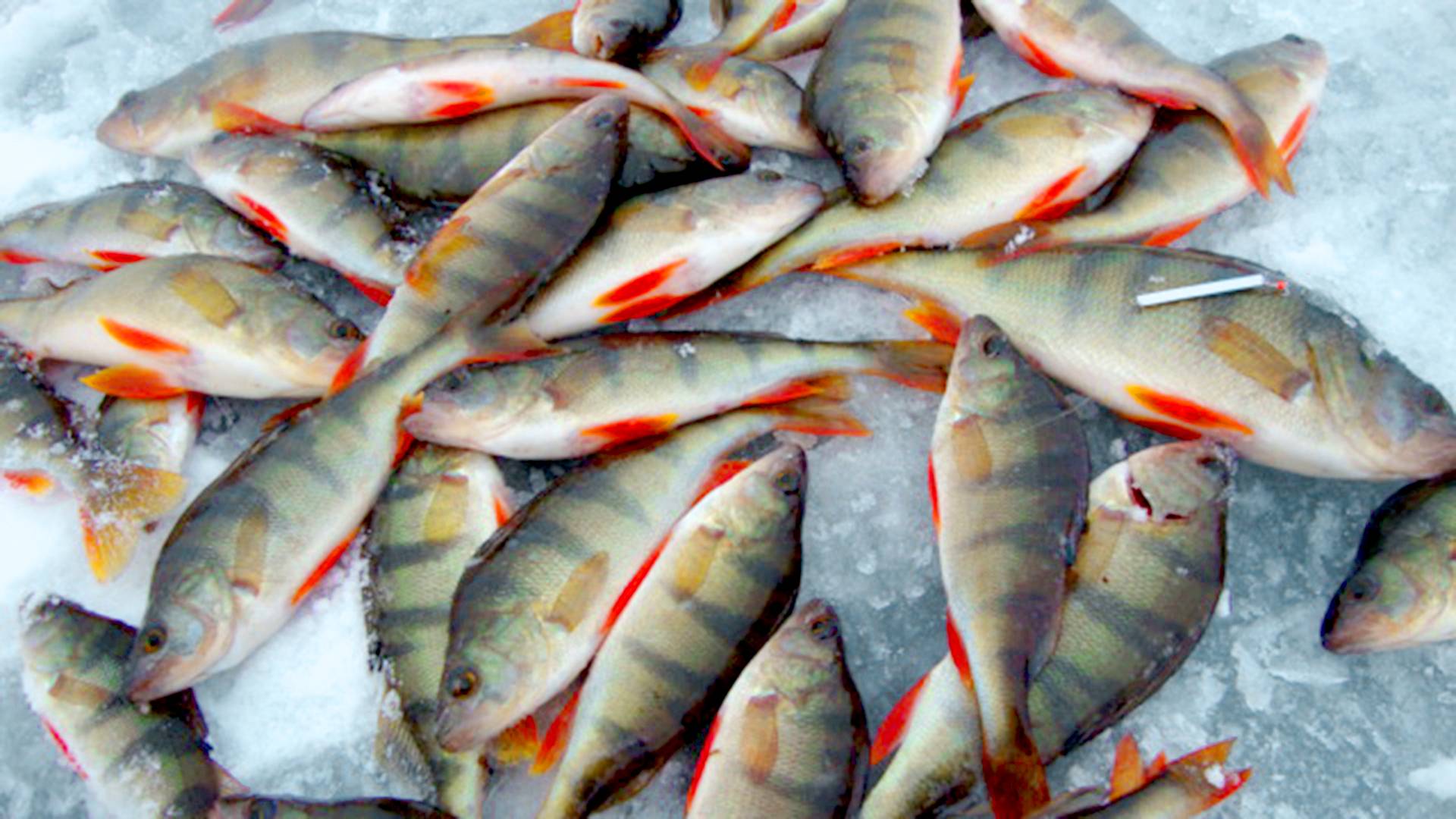 Самый крупный окунь в мире