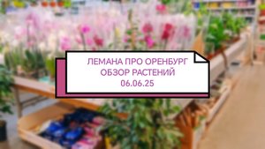 Обзор растений из ЛЕМАНА про Оренбург 06.06.2025