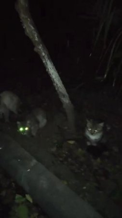 Кошки, кошки