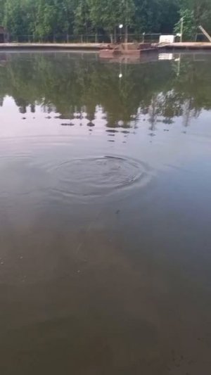 КРХ ТРИФОН