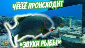 УСТАНОВИЛИ ЗЕРКАЛО НА ДНЕ ОКЕАНА!!! 🤯🤯🤯 ШОК!!! РЫБЫ ПОУМНЕЛИ!!!