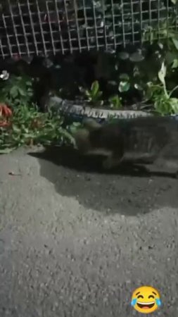 Котёнок и жаба