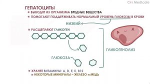 Анатомия и функции печени - кратко