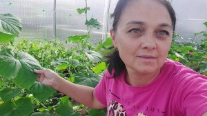 255 ЖИЗНЬ НА ЮГЕ. В СВЕТОФОР ЗА ПРОДУКТАМИ. ПОДВЯЗАЛА ПОМИДОРЫ.