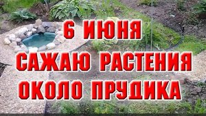 6 июня. Сажаю растения вокруг нового прудика