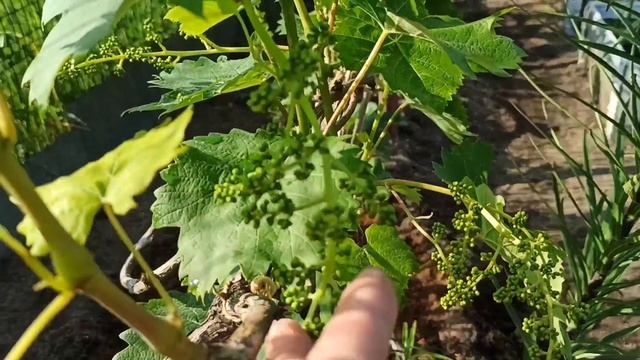 Вторая обработка винограда перед цветением 💁🍇🍇🍇