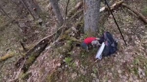 Что там у зверей в диком лесу?  Двадцатый выпуск. Лесная жизнь в Мае.
