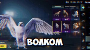 Как получить бесплатно Питомца Леопарда в Pubg Mobile ?