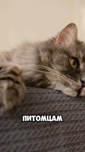 🐾 Любопытно, почему ваша кошка обожает прятаться в самые странные места?