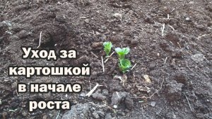 Взошел картофель. Что делать?