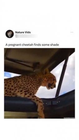 Долгожданный тенек