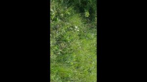 Ставлю ловушку на пчел. Первое видео . Начало истории.