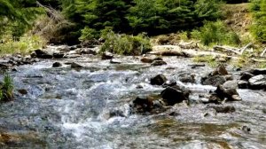 Горный ручей и тишина леса 🌿 Звук природы для расслабления и внутреннего покоя