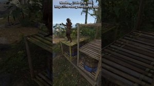 Набор Jungle бесплатно!