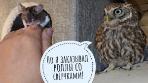 У сыча Лучика показ и обзор мышей. Нам выдали немного дождя, но малотвато будет!