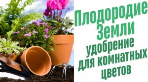 Удобрение для комнатных цветов.