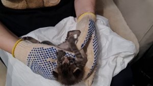 приРУЧаем котика
