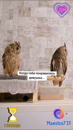 💻 Когда понравилась девушка ...