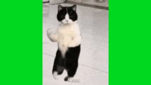 КОТ ТАНЦУЕТ ФУТАЖ ГИФКИ КОТИКИ ТАНЦУЮТ ФУТАЖИ CAT DANCE GIF