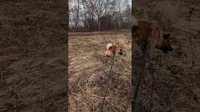 Конан 02.04.23 смотреть онлайн