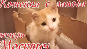 Котейка с завода теперь Москвич.