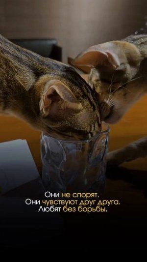 Шива и Шакти Не Просто Кот и Кошка. Читай Описание