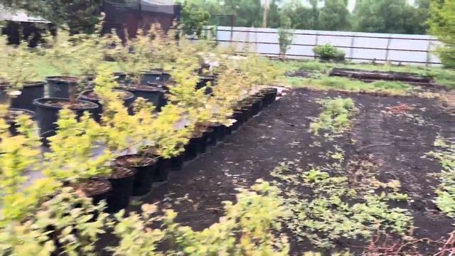 Выращивание голубики. Год после посадки смотреть онлайн