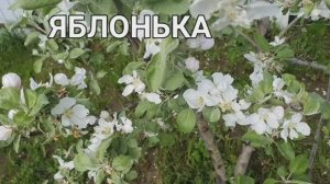 Яблонька цветёт.