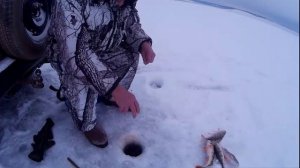 Рыбалка на крупного окуня на большой глубине 10.12.2016.