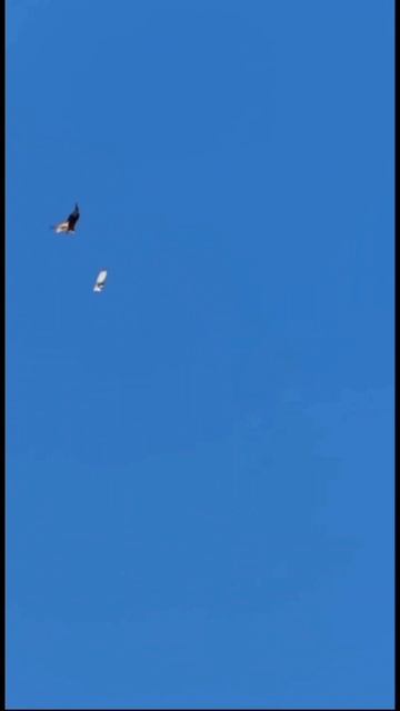 "Давай поженимся!"