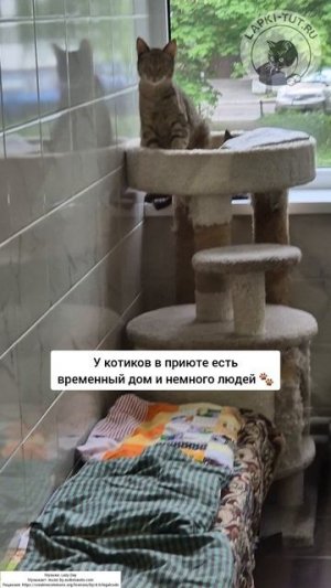 приют для кошек 🐾