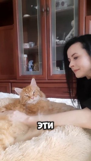Кот недотрога 😹 у кого такой же? #котики #мейнкун