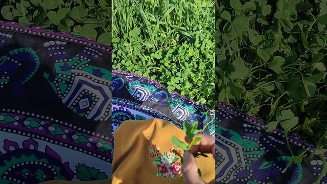 Помошник при мочекаменной болезни. смотреть онлайн