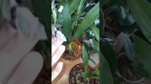 бульбовые,пересадила уже