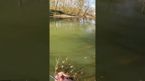 Оснастка из кукурузы для карпа