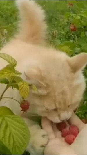 Смешные коты #59-1
