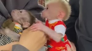 Обезьянку спасли Живёт в семье Купают Кормят Играют Одевают Дружит с Котенком СЕРДЕЧНАЯ МИЛОТА