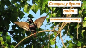 "Смотри, какой дом, смотри, какой я!" - Скворец у дупла заманивает самку