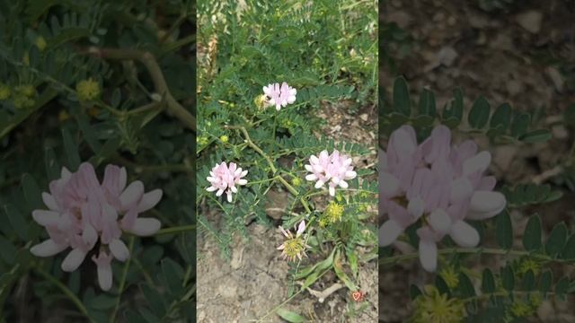 ВЕСЕННЯЯ ПРОГУЛКА май 2025г смотреть онлайн