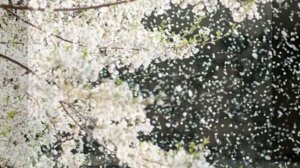 живи для меня 
Автор Елена Збаражская, читает автор