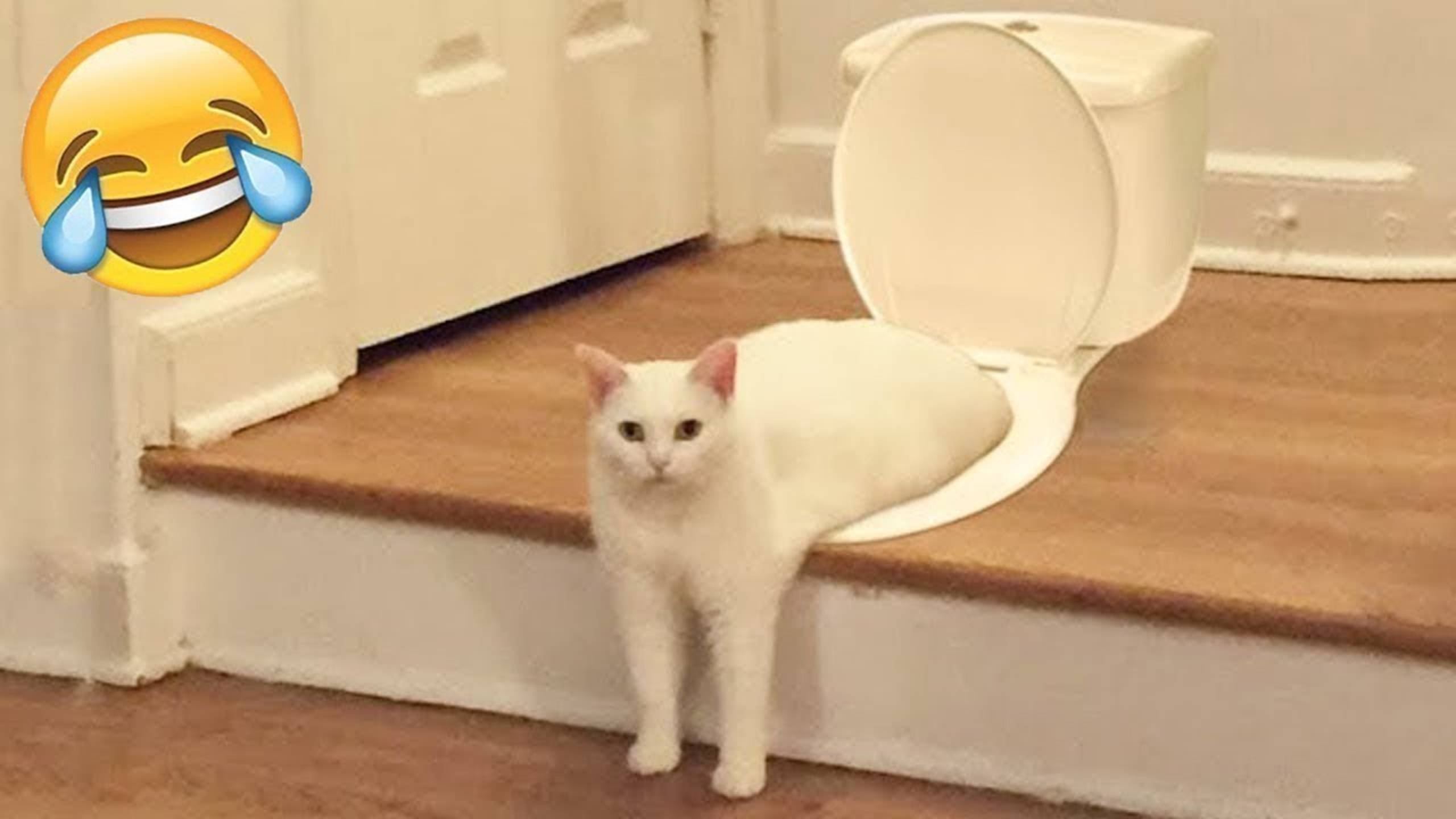 Приколы с котами! Смешные коты - Самые смешные животные С ОЗВУЧКОЙ! Ржака!!
