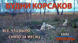 Будни корсаков. Что сняла фотоловушка за месяц