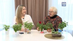 Дачные советы: искусство выращивания петуний