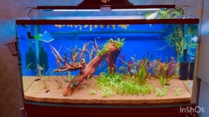 Нужно ли сифонить грунт в аквариуме