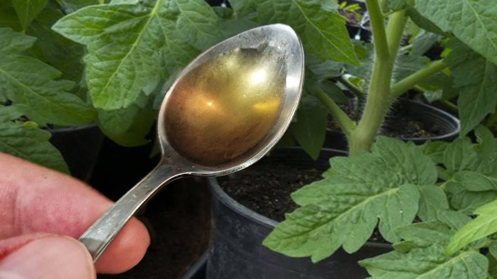 За 2 дня стебель у рассады жирный и крепкий! Рассада коренастая!