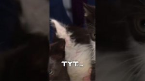На турецком телевидении показали котят, которые родились в здании телеканала и ищут себе хозяев. ...